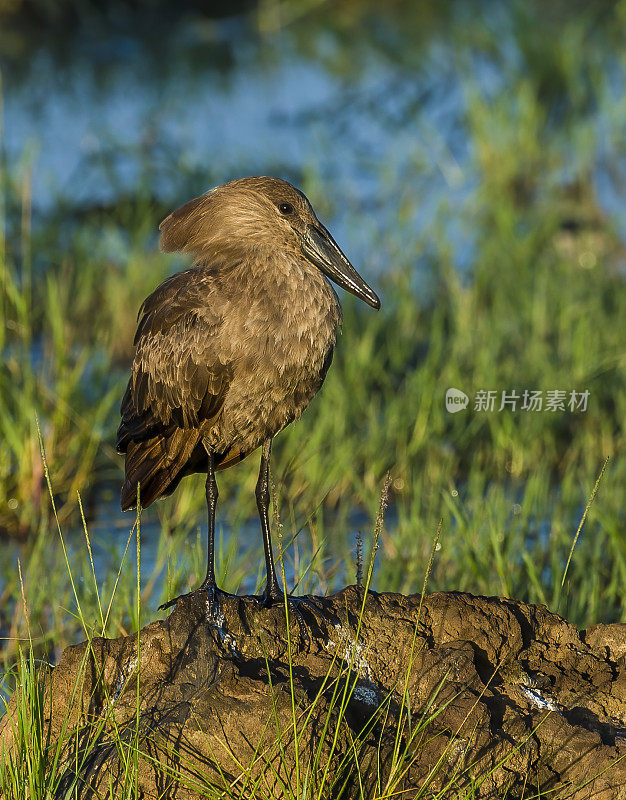 Hammerkop (Scopus umbretta)，也被称为Hammerkop, Hammerkopf, Hammerhead, Hammerhead鹳。它的头的形状，弯曲的喙和背部的冠让人联想到锤子。纳库鲁湖国家公园，肯尼亚。Pelecaniformes。